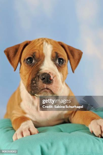 american staffordshire terrier, puppy, 7 weeks old, red-white - american staffordshire terrier stockfoto's en -beelden