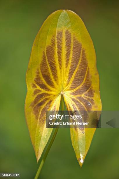 yellow discoloured leaf, water archer (sagittaria sagittifolia), emsland, lower saxony, germany - sagittaria sagittifolia stock pictures, royalty-free photos & images