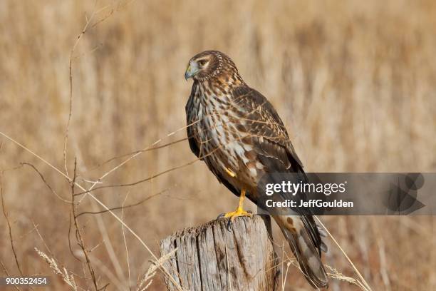 female northern harrier - tree stump stock pictures, royalty-free photos & images