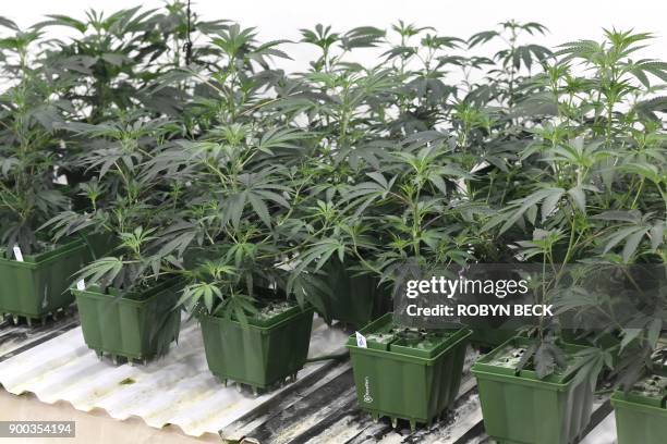 Marijuana plants grow under artificial light at the Green Pearl Organics dispensary on the first day of legal recreational marijuana sales in...