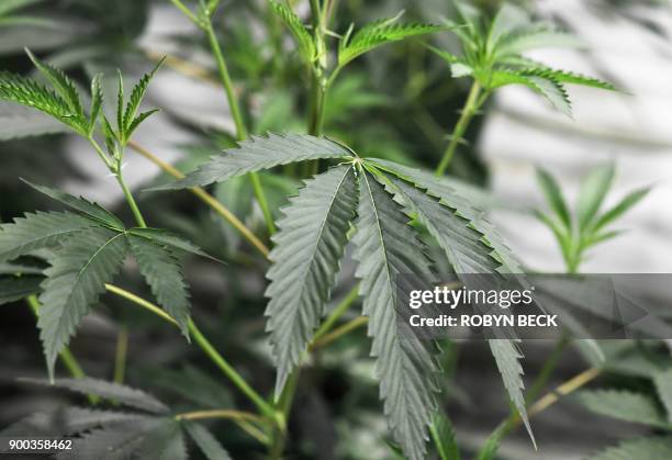 Marijuana plants grow under artificial light at the Green Pearl Organics dispensary on the first day of legal recreational marijuana sales in...