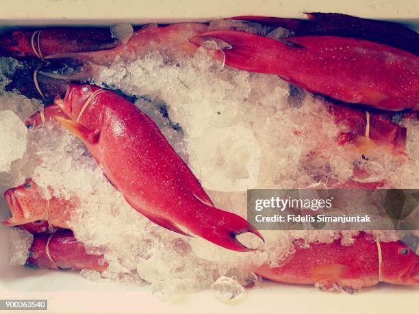 lot of fresh fish in ice box for sale at tokyo, japan - fischfutter stock-fotos und bilder