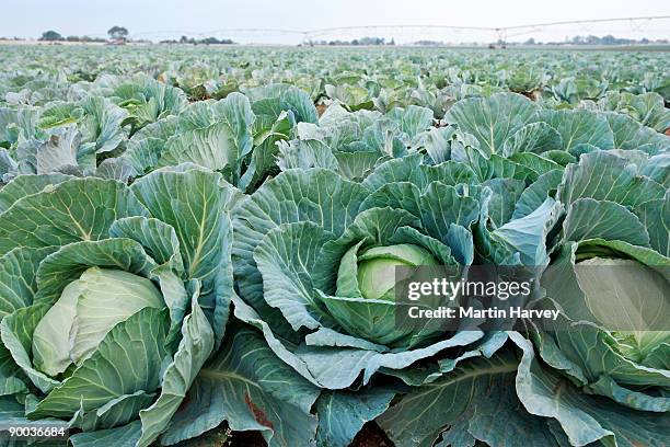 green cabbage (brassica oleracea capitata) field. - gauteng province stock pictures, royalty-free photos & images