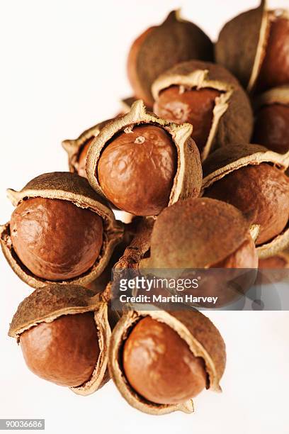 macadamias nuts in shell against white background. - macadamia nut 個照片及圖片檔