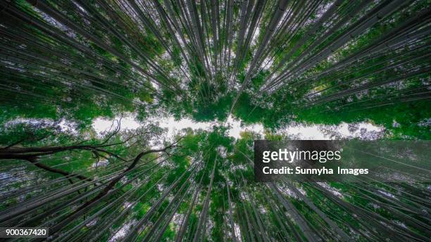 sagano bamboo forest - bamboo grove stock pictures, royalty-free photos & images