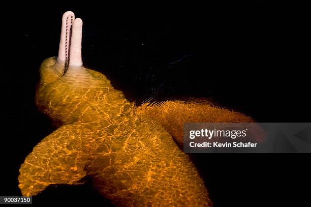 amazon river dolphin floating on back - boto river dolphin stock-fotos und bilder