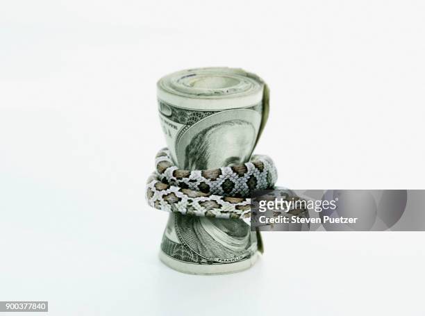 snake wrapped around bundle of us currency - abundance stock pictures, royalty-free photos & images