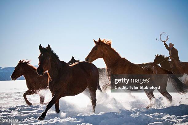 cowboy with lasso herding horses in winter snow. - carbondale colorado bildbanksfoton och bilder