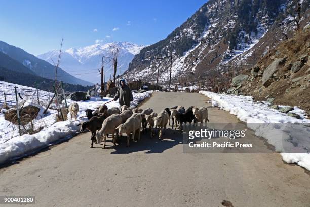 Shepherd with his herd at Pahalgam, the famed tourist resort in south Kashmir district of Anantnag. 100 Km south of Srinagar. The night temperatures...