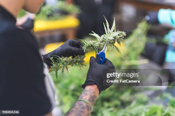Cannabis-Pflanzen wachsen unter Kunstlicht
