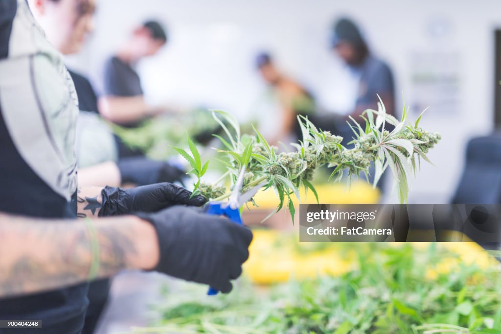 Le piante di cannabis crescono sotto luci artificiali