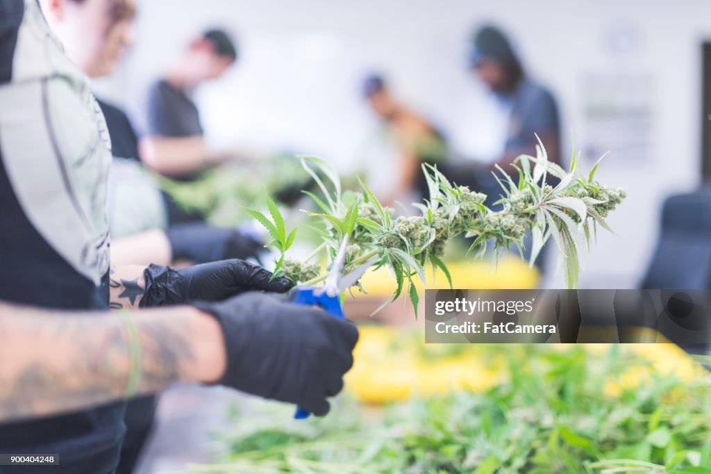 Cannabis plants grow under artificial lights