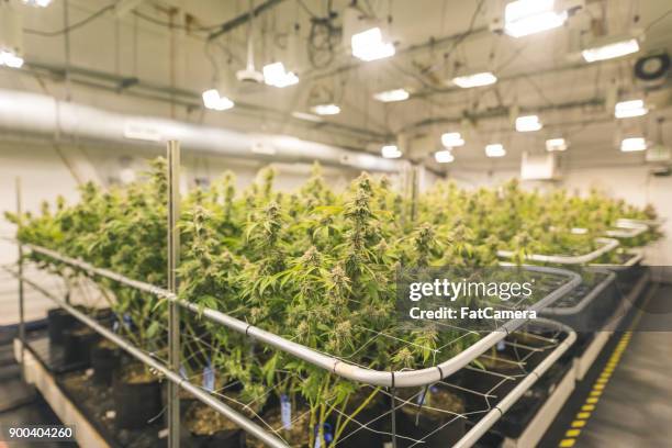 las plantas de cannabis crecen bajo luz artificial - plantación fotografías e imágenes de stock