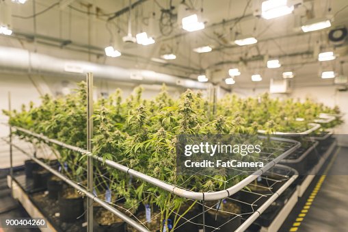 Le piante di cannabis crescono sotto luci artificiali Le piante di cannabis crescono sotto luci artificiali
