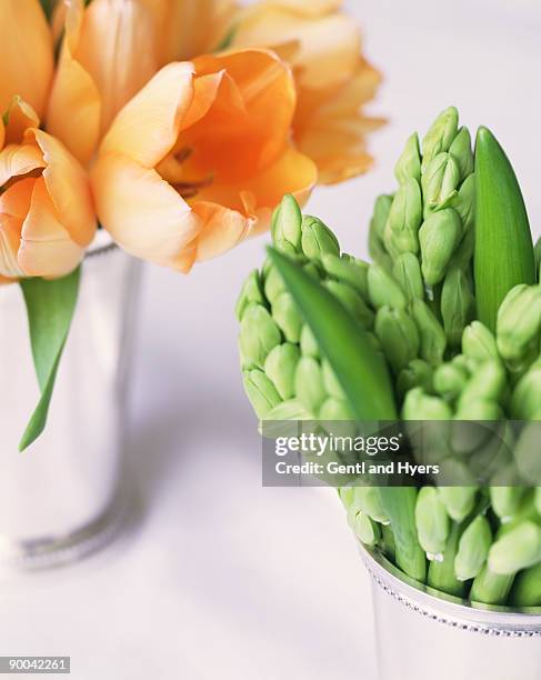 tulips and hyacinth buds in vases - hyacinthaceae stock pictures, royalty-free photos & images