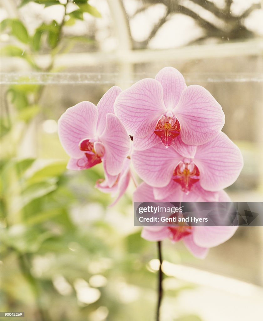 Phalaenopsis pink orchid blossoms