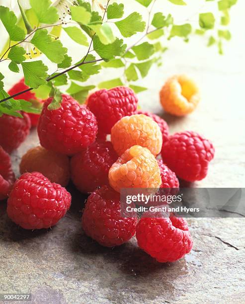 Red Andyellow Raspberry Yellow Raspberry Photos and Premium High Res Pictures - Getty Images