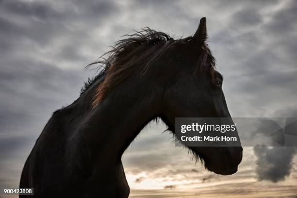 frisian horse (close up) on terschelling - friesian horse stock pictures, royalty-free photos & images