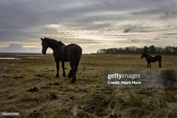 frisian horses in field on terschelling - friesian horse stock pictures, royalty-free photos & images