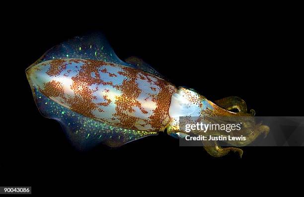 caribbean reef squid at night - kalamar stock-fotos und bilder