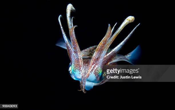 caribbean reef squid at night - kalamar stock-fotos und bilder