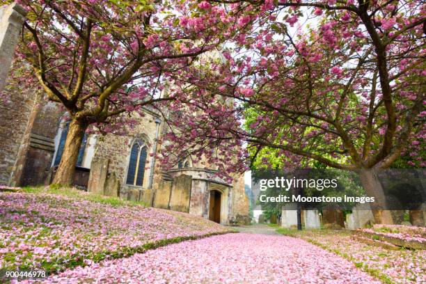 st nicholas church in sevenoaks, england - sevenoaks stock pictures, royalty-free photos & images