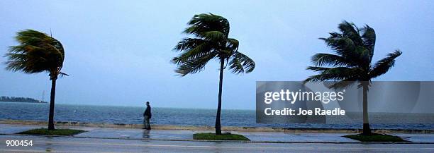 Palm trees blow in the wind of passing Hurricane Michelle November 4, 2001 in Key West, FL. The hurricane is sustaining 140 mile-per-hour winds and...