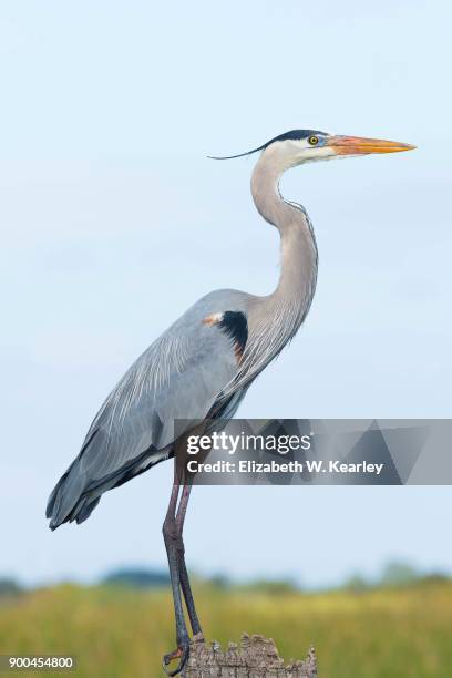 great blue heron - blue heron stock pictures, royalty-free photos & images