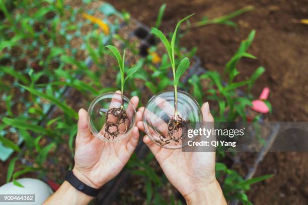 scientists holding two corn seedlings for comparison,china - chinese scientist stock pictures, royalty-free photos & images