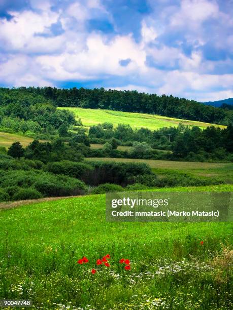 Plava Rakovica 43 Rakovica Stock Photos, High-Res Pictures, and Images - Getty Images
