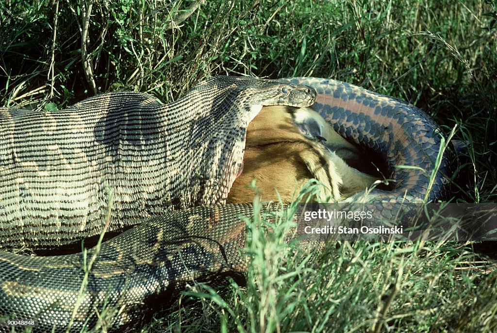 15 stupid pythons trying to escape impala's horns,... Rock Python Python Sebae Eating Impala Nairobi Np Kenya High-Res Stock ...