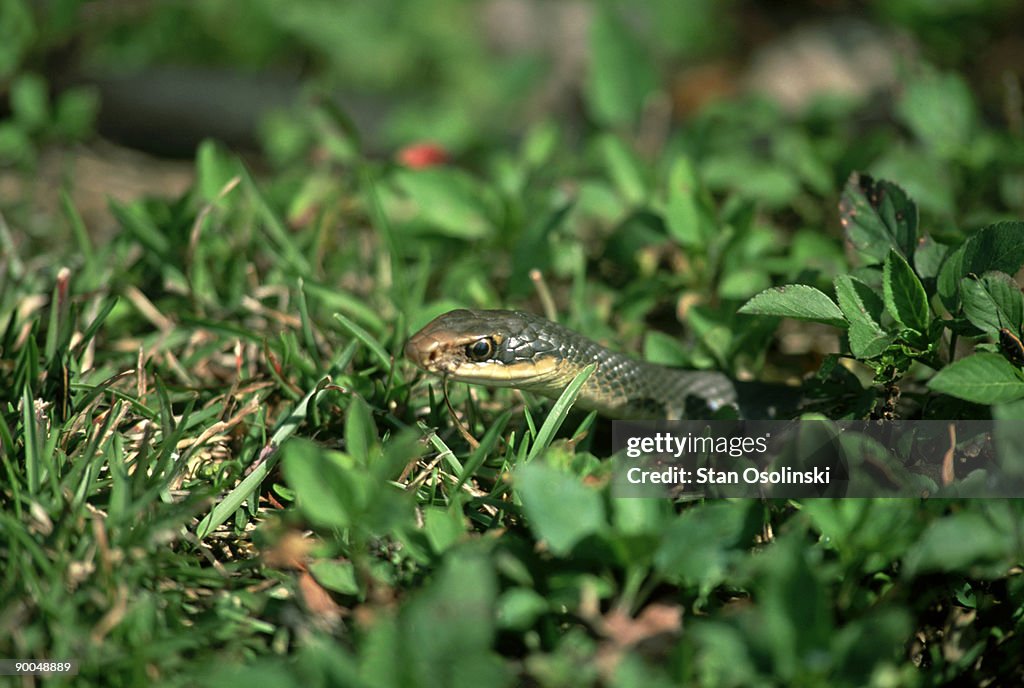 Everglades racer, coluber constrictor, hunting, everglades, usa