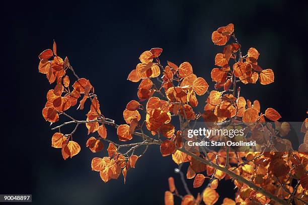 quaking aspen, populus tremuloides, autumn colour, white river nf,co,usa - white river national forest stock pictures, royalty-free photos & images