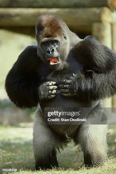 Silverback Rage Silverback Gorilla Angry