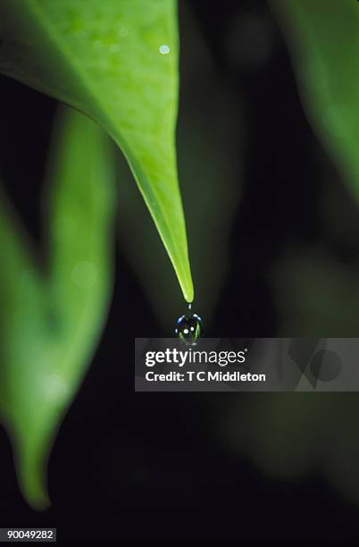 moisture droplet on leaf tip - forecast accuracy stock pictures, royalty-free photos & images