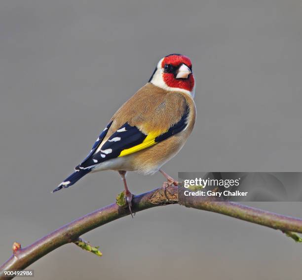 goldfinch [carduelis carduelis] - carduelis carduelis stock pictures, royalty-free photos & images