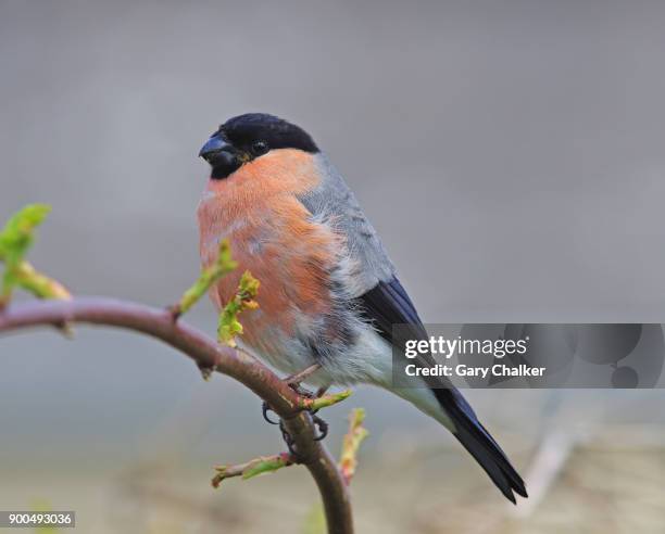 bullfinch [pyrrhula pyrrhula] - ciuffolotto comune eurasiatico foto e immagini stock