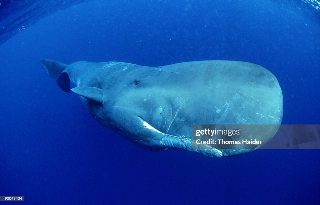 Sperm whale: physeter catodon  atlantic