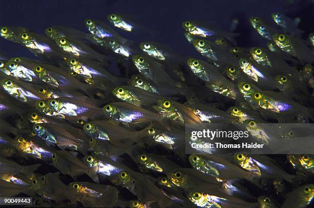 sweeper parapriacanthus ransonneti maldives - parapriacanthus stock-fotos und bilder