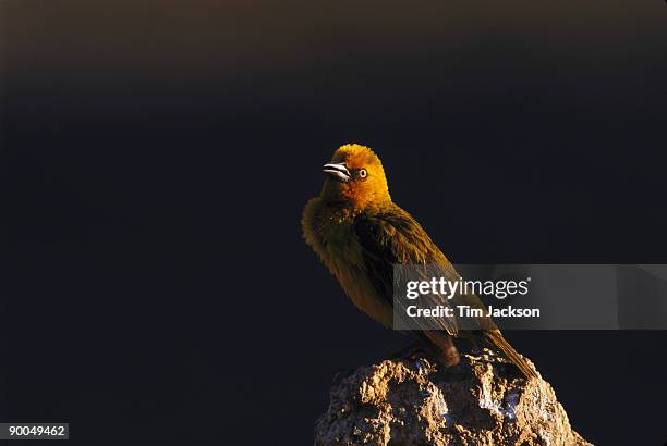 cape weaver ploceus capensis ruffling feathers namaqualand,south africa - ruffling stock pictures, royalty-free photos & images