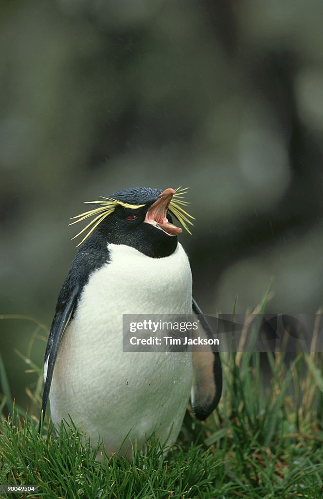 Rockhopper penguin: eudyptes crestatus, yawning, marion island, sub-antarctic