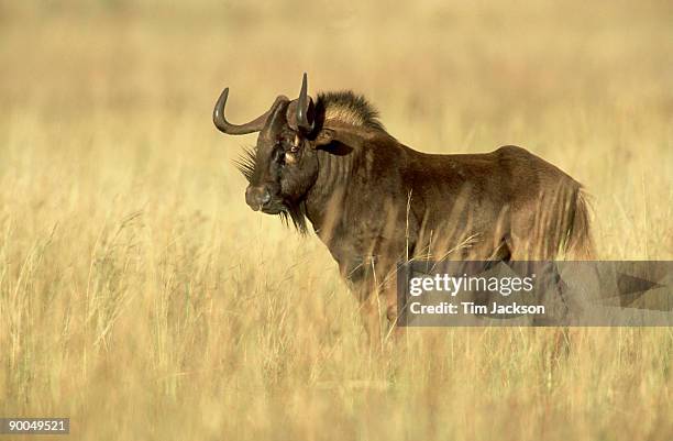 black wildebeest: connochaetes gnou  reitvlei nature reserve ,  pretoria,south africa - black wildebeest stock pictures, royalty-free photos & images