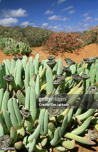 cheiridopsis denticulata: messem, showing seed heads  goegap n.r.  south africa - aizoaceae stock pictures, royalty-free photos & images