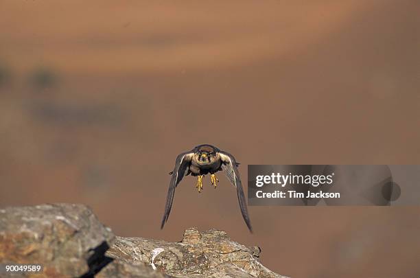 lanner falcon falco biarmicus adult in flight natal drakensburg, s. africa - alfaneque imagens e fotografias de stock