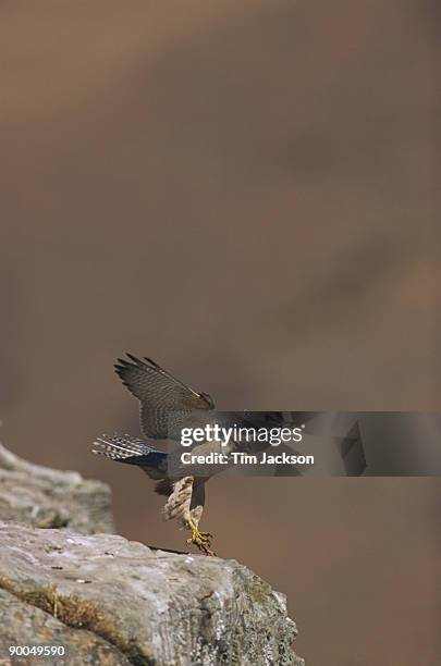lanner falcon falco biarmicus adult landing on cliff edge natal drakensburg, s. africa - alfaneque imagens e fotografias de stock