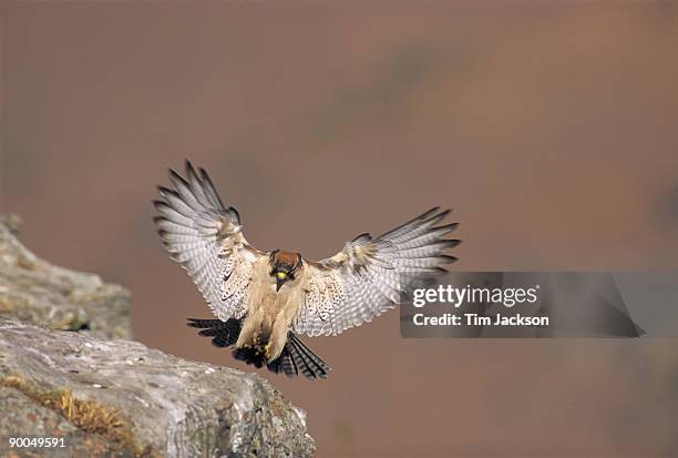 lanner falcon falco biarmicus adult landing on cliff edge natal drakensberg, s. africa - alfaneque imagens e fotografias de stock