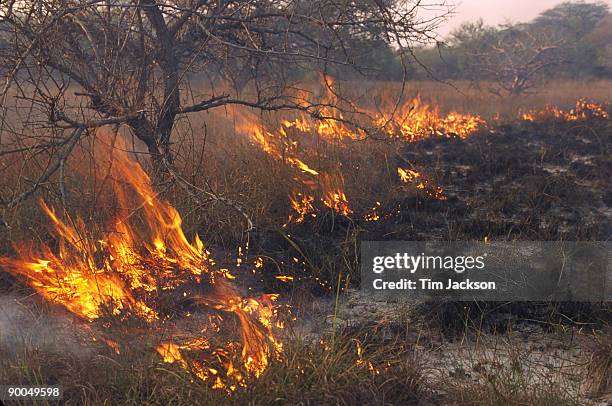 veld fire futi corridor southern mozambique - veld fire stock pictures, royalty-free photos & images