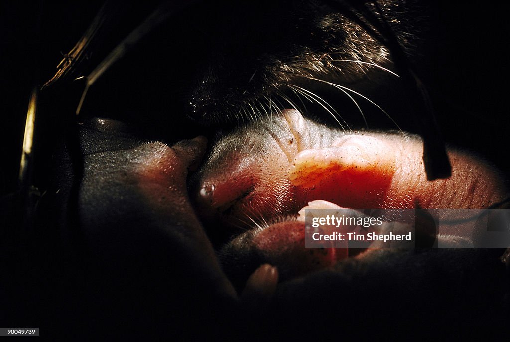 Water shrew neomys fodiens 1 week old baby and mother in nest