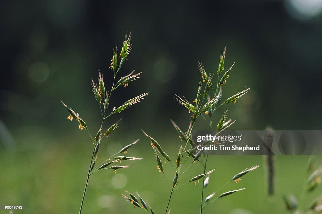 Smooth brome bromus racemosus june cherwell meadow, oxford.