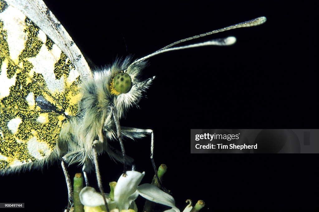 Orange tip anthocaris cardamines female new malden, surrey, uk